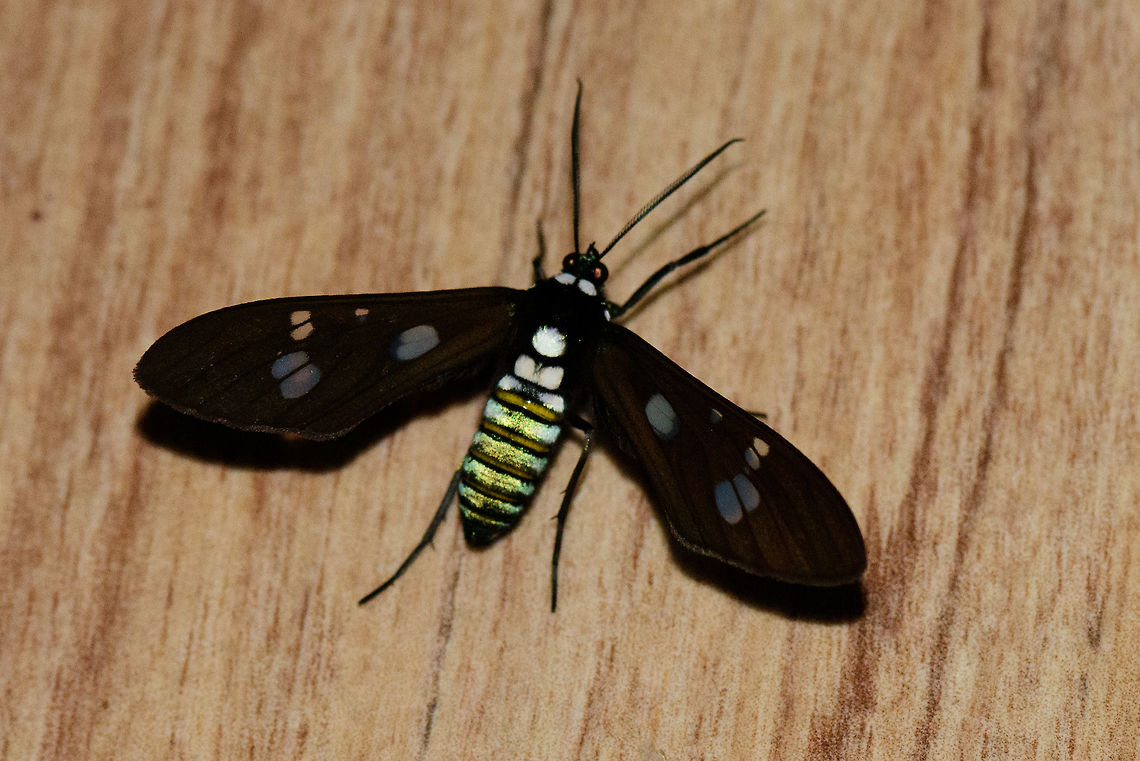 Attractive moth, Montezuma, Colombia Found on our table outside at night. Fairly large, complex abdomen, black wings with transparent marks.<br />
Trypanophora sp.? Cerro Montezuma,Choco,Chocó,Colombia,Colombia Choco & Pacific region,Montezuma,South America,Tatama National Park,Tatamá National Park,World