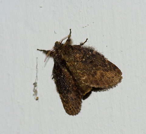 Brown hairy moth, Montezuma, Colombia Found on the wall at night at the Montezuma lodge. Small, brown and very brushy.  Cerro Montezuma,Choco,Chocó,Colombia,Colombia Choco & Pacific region,Montezuma,South America,Tatama National Park,Tatamá National Park,World