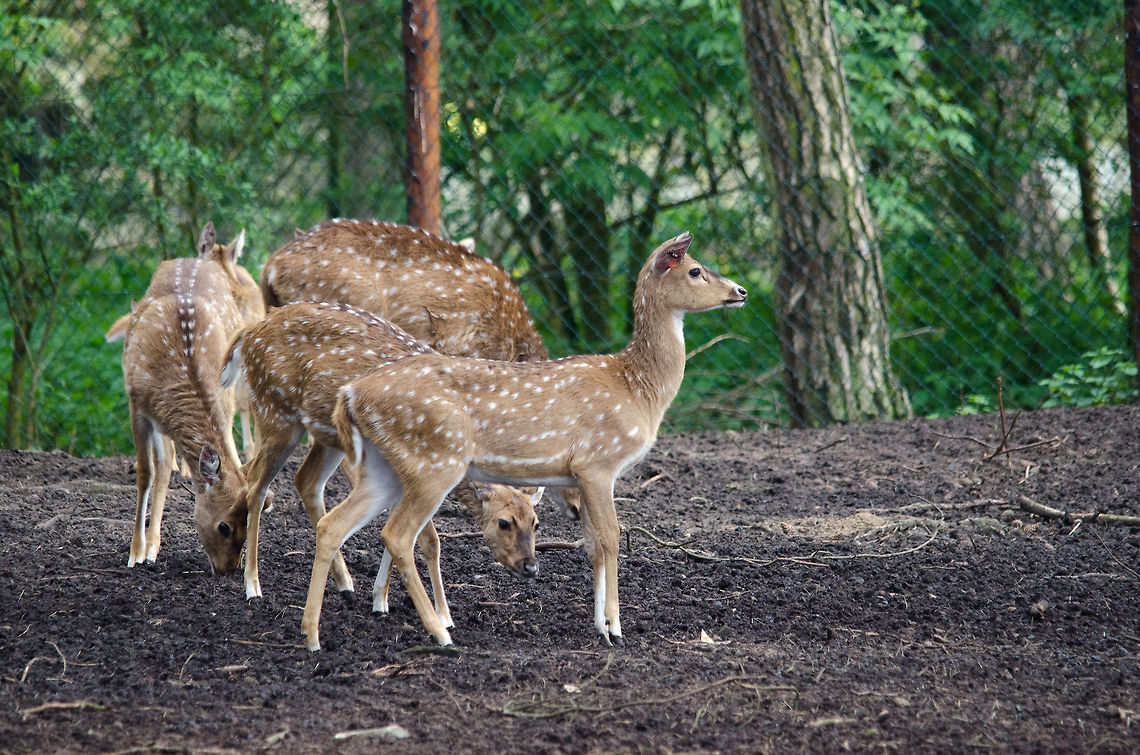 Troup of Axis deer at Beekse Bergen safari park  Axis axis,Beekse bergen,Chital