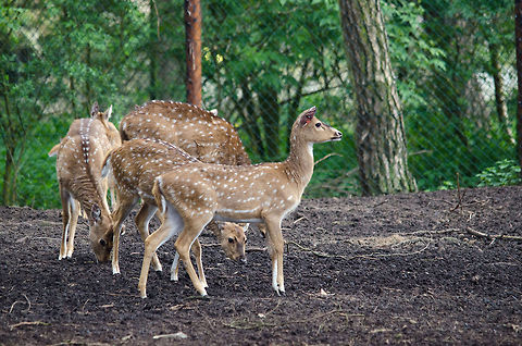 Troup of Axis deer at Beekse Bergen safari park  Axis axis,Beekse bergen,Chital