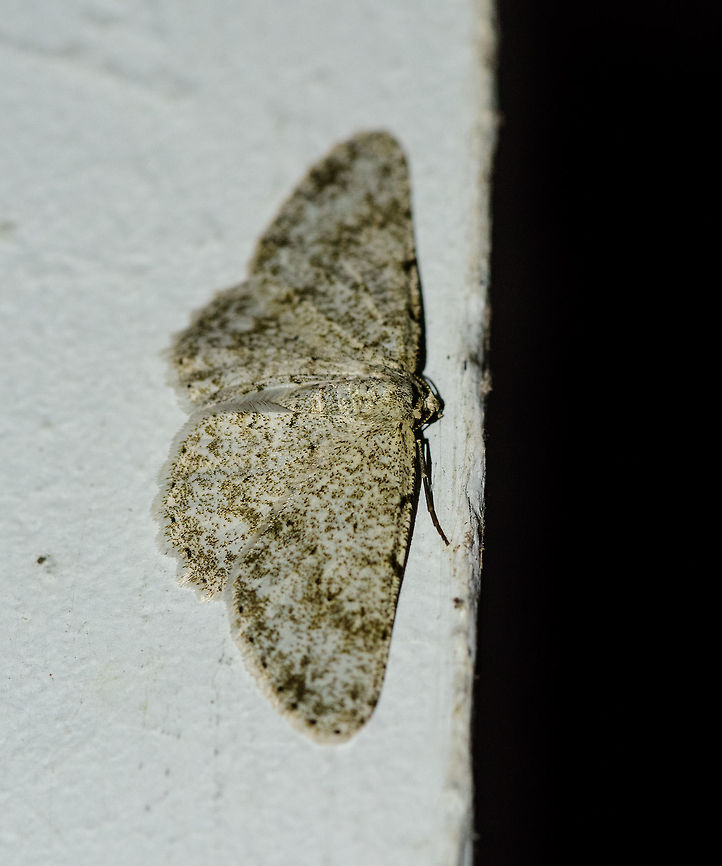 White moth with green highlights , Montezuma, Colombia A geometer moth, I think. Found on the lodge wall at night. Cerro Montezuma,Choco,Chocó,Colombia,Colombia Choco & Pacific region,Montezuma,South America,Tatama National Park,Tatamá National Park,World