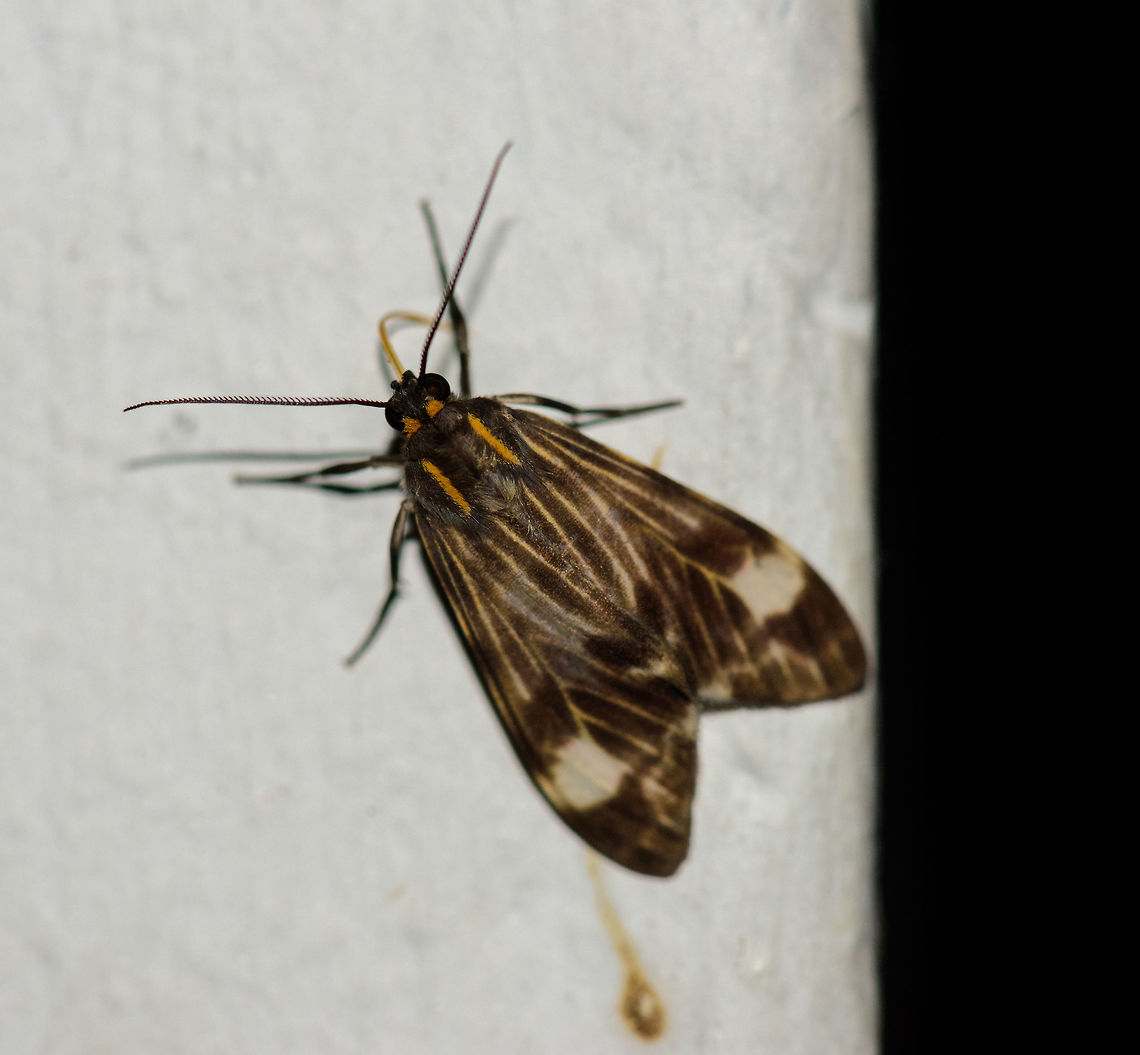 Brown moth with yellow markings, Montezuma, Colombia Brownish moth with yellow vertical lines on the wings, and a white large spot at the end of each wing. Explicit orange bands near the head and the start of its wings. Cerro Montezuma,Choco,Chocó,Colombia,Colombia Choco & Pacific region,Montezuma,South America,Tatama National Park,Tatamá National Park,World