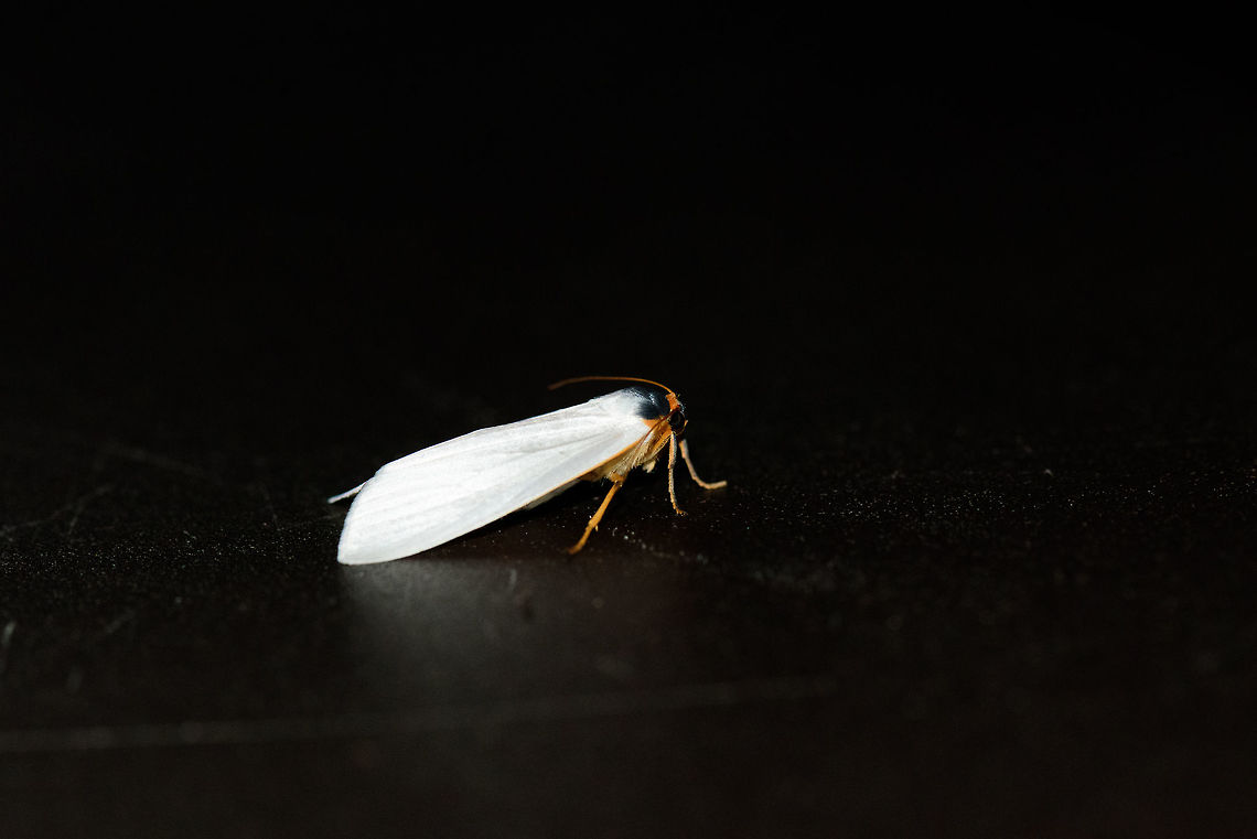 White moth with yellow/orangle legs, Montezuma, Colombia Clear white vainy wings, overall yellow body below including legs and antennae. Cerro Montezuma,Choco,Chocó,Colombia,Colombia Choco & Pacific region,Montezuma,South America,Tatama National Park,Tatamá National Park,World