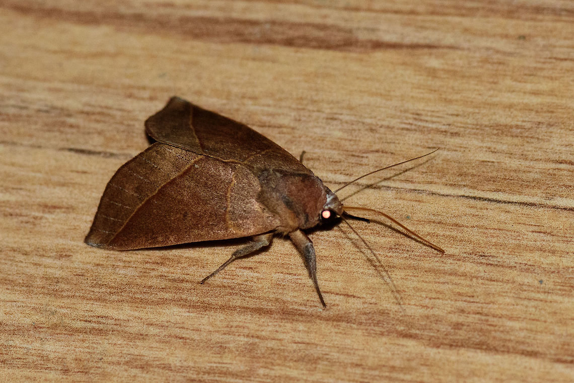 Brown leaf-like moth, Montezuma, Colombia Overall brown and earth tones. Wings seem to mimic a leaf. Greyish head and end of legs. Cerro Montezuma,Choco,Chocó,Colombia,Colombia Choco & Pacific region,Montezuma,South America,Tatama National Park,Tatamá National Park,World