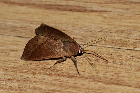Brown leaf-like moth, Montezuma, Colombia Overall brown and earth tones. Wings seem to mimic a leaf. Greyish head and end of legs. Cerro Montezuma,Choco,Chocó,Colombia,Colombia Choco & Pacific region,Montezuma,South America,Tatama National Park,Tatamá National Park,World
