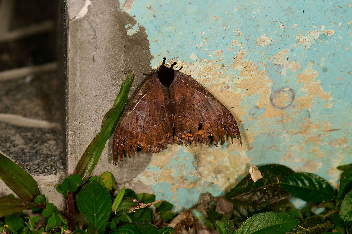 Huge brown moth, Montezuma, Colombia Extremely large, and in quite a bad shape judged by the damaged wings. Here&#039;s a side view:<br />
<figure class="photo"><a href="https://www.jungledragon.com/image/55700/huge_brown_moth_-_side_view_montezuma_colombia.html" title="Huge brown moth - side view, Montezuma, Colombia"><img src="https://s3.amazonaws.com/media.jungledragon.com/images/2/55700_thumb.jpg?AWSAccessKeyId=05GMT0V3GWVNE7GGM1R2&Expires=1761782410&Signature=y1Zp47c2Uh3Jn8ay3cunIOA5SRQ%3D" width="144" height="152" alt="Huge brown moth - side view, Montezuma, Colombia Top view:<br />
https://www.jungledragon.com/image/55699/huge_brown_moth_montezuma_colombia.html Cerro Montezuma,Choco,Choc&oacute;,Colombia,Colombia Choco &amp; Pacific region,Montezuma,South America,Tatama National Park,Tatam&aacute; National Park,World" /></a></figure> Cerro Montezuma,Choco,Chocó,Colombia,Colombia Choco & Pacific region,Montezuma,South America,Tatama National Park,Tatamá National Park,World
