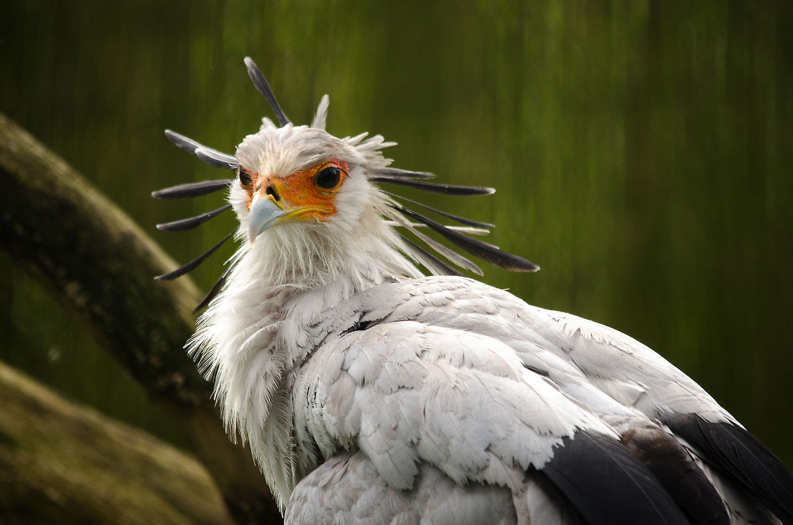 Secretary Bird, a bird of beauty and terror The Secretary Bird is remarkeable in many ways. Its appearence is a bit unusual as it seems like a hybird between an eagle and a crane bird. It&#039;s hunting skills are diverse and brutal, and range from ambushing prey, crushing their backs, dropping them from great heights and swallowing them whole and alive. Some scientists believe their aggresive yet creative behavior resembles that of terror birds: raptor-like half-birds from the dinosaur age. Beekse Bergen,Sagittarius serpentarius,Secretary Bird