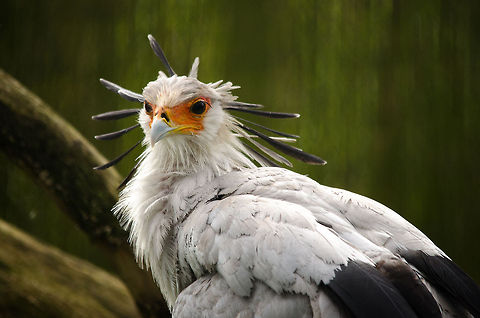 Secretary Bird, a bird of beauty and terror The Secretary Bird is remarkeable in many ways. Its appearence is a bit unusual as it seems like a hybird between an eagle and a crane bird. It's hunting skills are diverse and brutal, and range from ambushing prey, crushing their backs, dropping them from great heights and swallowing them whole and alive. Some scientists believe their aggresive yet creative behavior resembles that of terror birds: raptor-like half-birds from the dinosaur age. Beekse Bergen,Sagittarius serpentarius,Secretary Bird