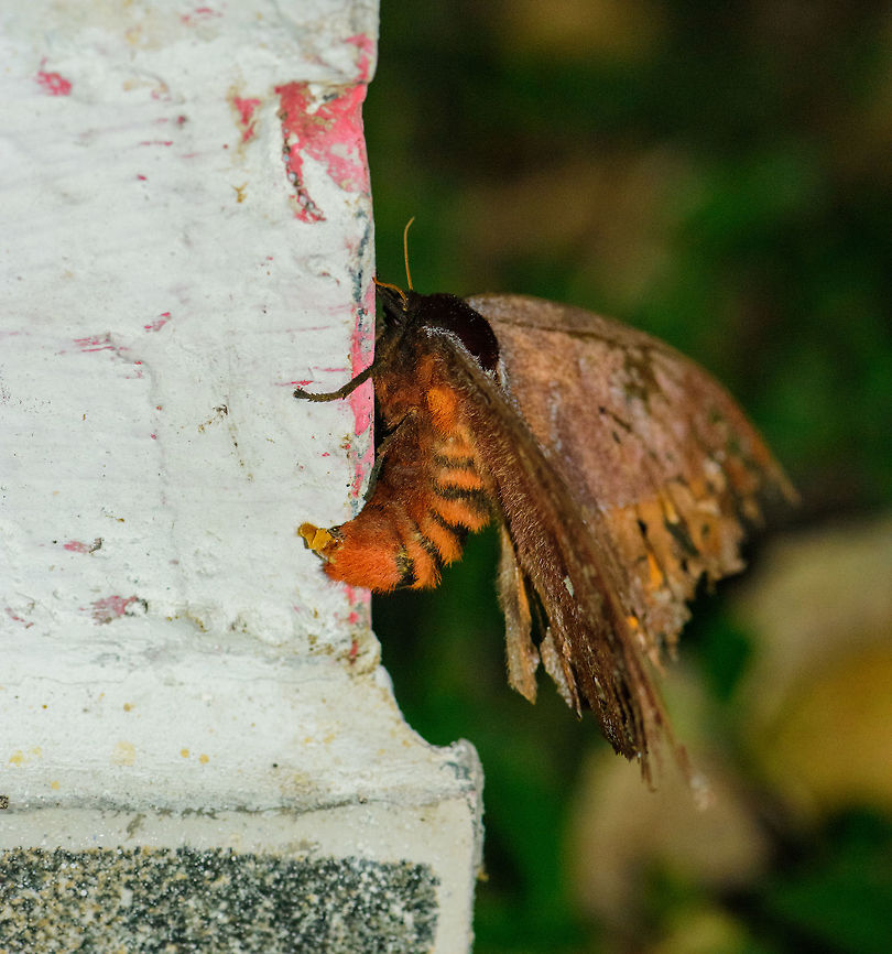Huge brown moth - side view, Montezuma, Colombia Top view:<br />
<figure class="photo"><a href="https://www.jungledragon.com/image/55699/huge_brown_moth_montezuma_colombia.html" title="Huge brown moth, Montezuma, Colombia"><img src="https://s3.amazonaws.com/media.jungledragon.com/images/2/55699_thumb.jpg?AWSAccessKeyId=05GMT0V3GWVNE7GGM1R2&Expires=1761782410&Signature=t42uLtgFe4asuDDf6tx0zbojeME%3D" width="200" height="134" alt="Huge brown moth, Montezuma, Colombia Extremely large, and in quite a bad shape judged by the damaged wings. Here&#039;s a side view:<br />
https://www.jungledragon.com/image/55700/huge_brown_moth_-_side_view_montezuma_colombia.html Cerro Montezuma,Choco,Choc&oacute;,Colombia,Colombia Choco &amp; Pacific region,Montezuma,South America,Tatama National Park,Tatam&aacute; National Park,World" /></a></figure> Cerro Montezuma,Choco,Chocó,Colombia,Colombia Choco & Pacific region,Montezuma,South America,Tatama National Park,Tatamá National Park,World