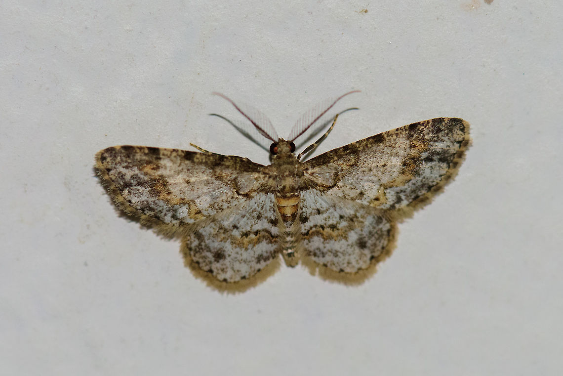 Small white/gold moth, Montezuma, Colombia Small yet with a beautiful complex pattern of white, gold and black. Cerro Montezuma,Choco,Chocó,Colombia,Colombia Choco & Pacific region,Montezuma,South America,Tatama National Park,Tatamá National Park,World