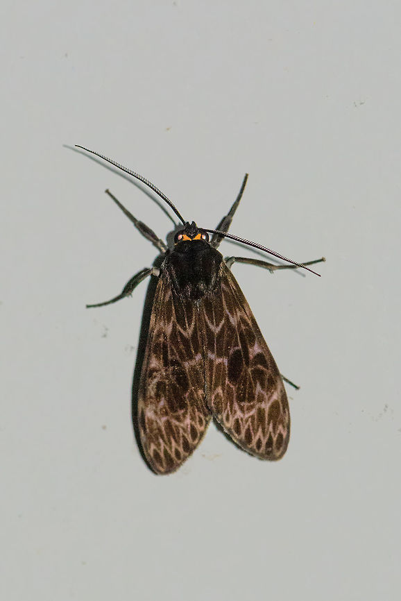 Brown moth with orange head markings, Montezuma, Colombia I lifted the shadows in the wings to reveal the details, in reality the appearance was much darker. Cerro Montezuma,Choco,Chocó,Colombia,Colombia Choco & Pacific region,Montezuma,South America,Tatama National Park,Tatamá National Park,World