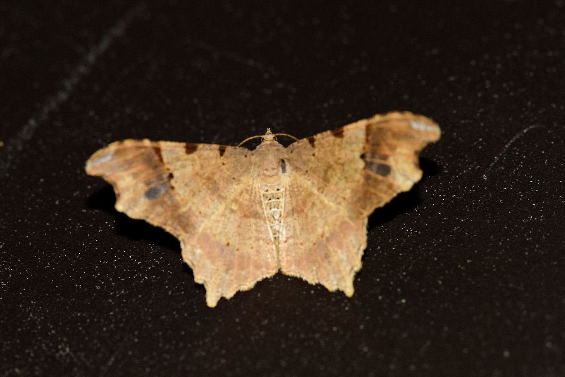Orange/brown moth, Montezuma, Colombia Some focusing issues, sorry. Overall orange/light brown appearance with jagged edges on the wings. Cerro Montezuma,Choco,Chocó,Colombia,Colombia Choco & Pacific region,Montezuma,South America,Tatama National Park,Tatamá National Park,World