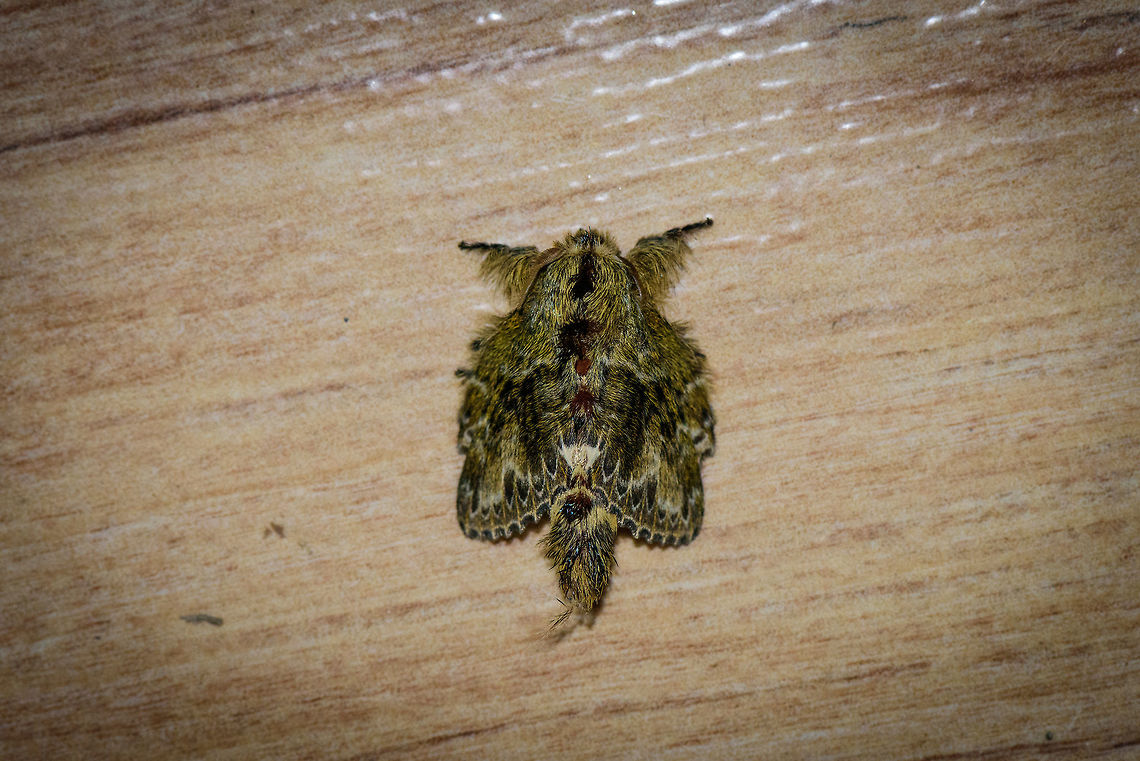 Small hairy moth, Montezuma, Colombia Spectacular appearance, small, hairy, complicated patterns. Reminds me a bit of this other weird one:<br />
<figure class="photo"><a href="https://www.jungledragon.com/image/52872/southern_flannel_moth.html" title="Southern Flannel Moth"><img src="https://s3.amazonaws.com/media.jungledragon.com/images/2813/52872_thumb.JPG?AWSAccessKeyId=05GMT0V3GWVNE7GGM1R2&Expires=1759968010&Signature=YbdTOv1zoUzZnKFWhH23ByjBASQ%3D" width="200" height="152" alt="Southern Flannel Moth This is truly a bizarre creature - a moth that looks like some kind of long-haired mammal with antennae that could be from an alien in a sci-fi movie. Arizona,Geotagged,Megalopyge opercularis,Southern Flannel Moth,Summer,United States" /></a></figure> Cerro Montezuma,Choco,Chocó,Colombia,Colombia Choco & Pacific region,Euglyphis submarginalis,Montezuma,South America,Tatama National Park,Tatamá National Park,World