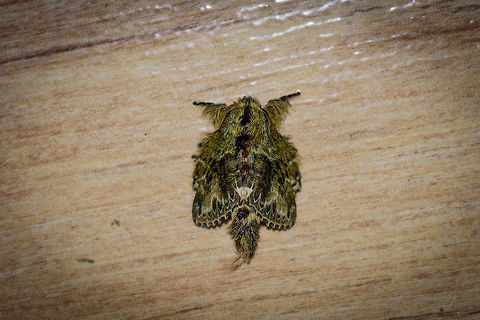 Small hairy moth, Montezuma, Colombia Spectacular appearance, small, hairy, complicated patterns. Reminds me a bit of this other weird one:
https://www.jungledragon.com/image/52872/southern_flannel_moth.html Cerro Montezuma,Choco,Chocó,Colombia,Colombia Choco & Pacific region,Euglyphis submarginalis,Montezuma,South America,Tatama National Park,Tatamá National Park,World