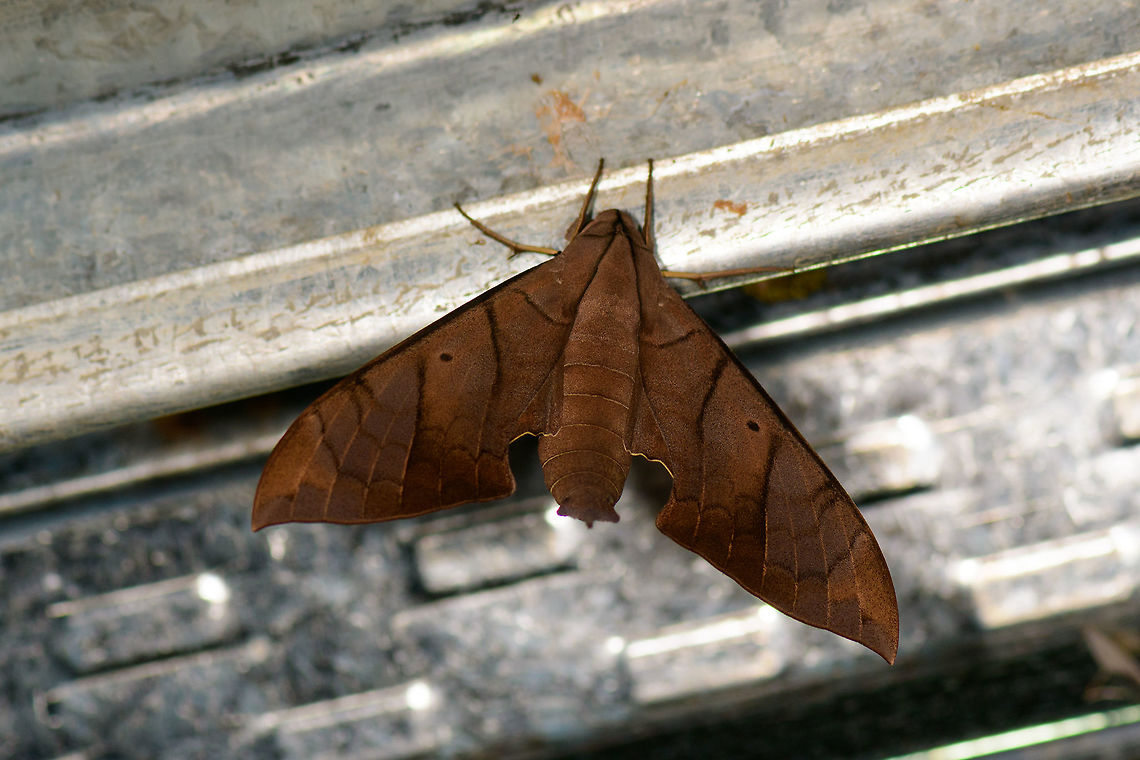 Large brown Hawk moth (presumed), Montezuma, Colombia  Cerro Montezuma,Choco,Chocó,Colombia,Colombia Choco & Pacific region,Montezuma,Pachylia darceta,South America,Tatama National Park,Tatamá National Park,World