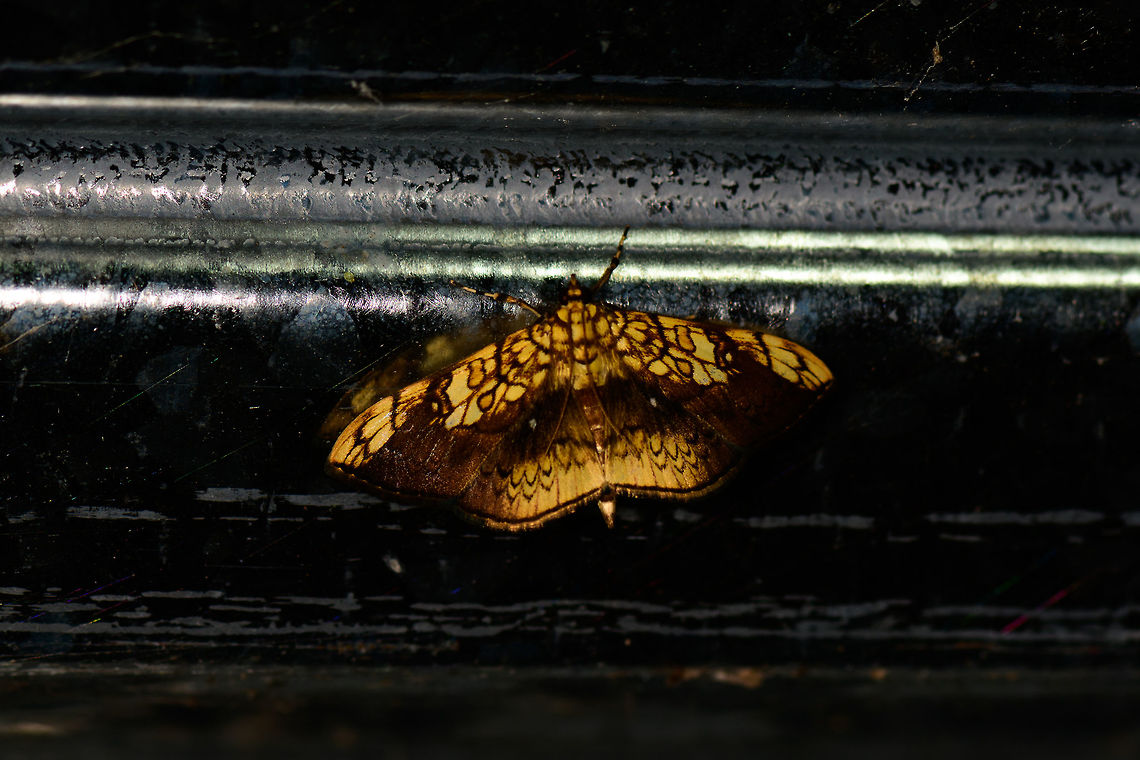 Bright yellow/brown moth, Montezuma, Colombia Attractive bright yellow with complicated brown lining across the wings. Cerro Montezuma,Choco,Chocó,Colombia,Colombia Choco & Pacific region,Montezuma,Pantographa scripturalis,South America,Tatama National Park,Tatamá National Park,World