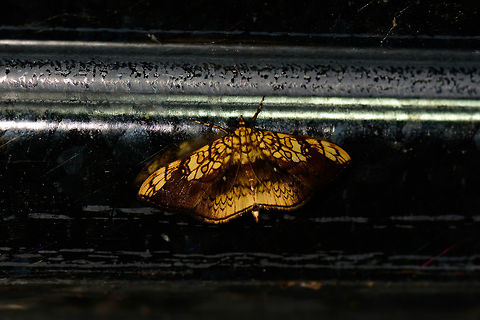 Bright yellow/brown moth, Montezuma, Colombia Attractive bright yellow with complicated brown lining across the wings. Cerro Montezuma,Choco,Chocó,Colombia,Colombia Choco & Pacific region,Montezuma,Pantographa scripturalis,South America,Tatama National Park,Tatamá National Park,World