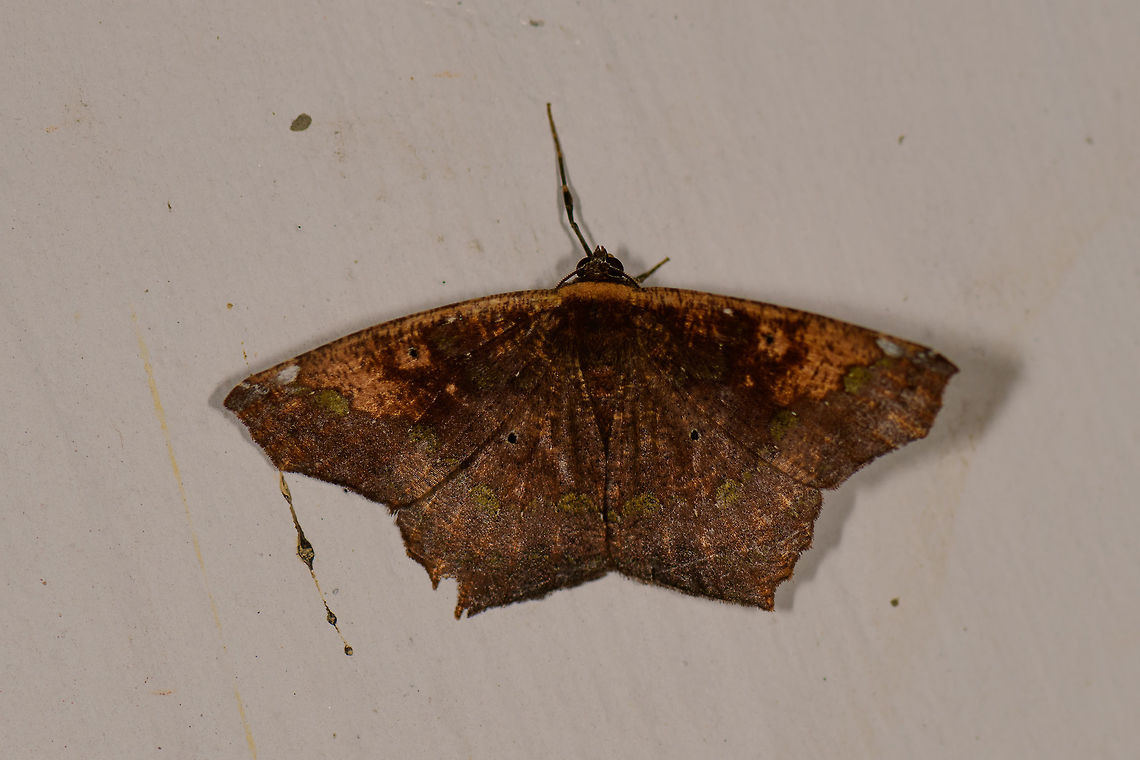 Paragonia cruraria, Montezuma, Colombia Brown yet upon a closer look with complicated color patterns. Cerro Montezuma,Choco,Chocó,Colombia,Colombia Choco & Pacific region,Montezuma,Paragonia cruraria,South America,Tatama National Park,Tatamá National Park,World
