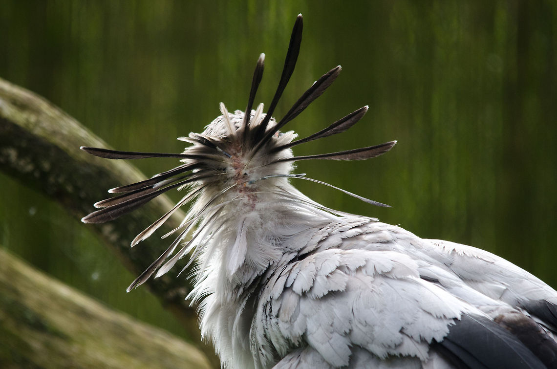 Secretary Bird, crazy feathers revealed A look at the back of the head of a Secretary Bird, which reveals long feathers so typical for its appearance. Beekse bergen,Sagittarius serpentarius,Secretary Bird