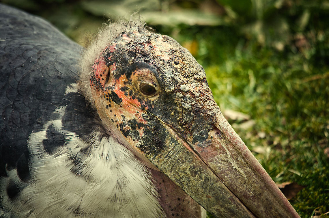 Marabou Stork portrait This vulture-like bird most known for its questionable looks will eat anything it can get a hold on.  Beekse bergen,Leptoptilos crumeniferus,Marabou Stork