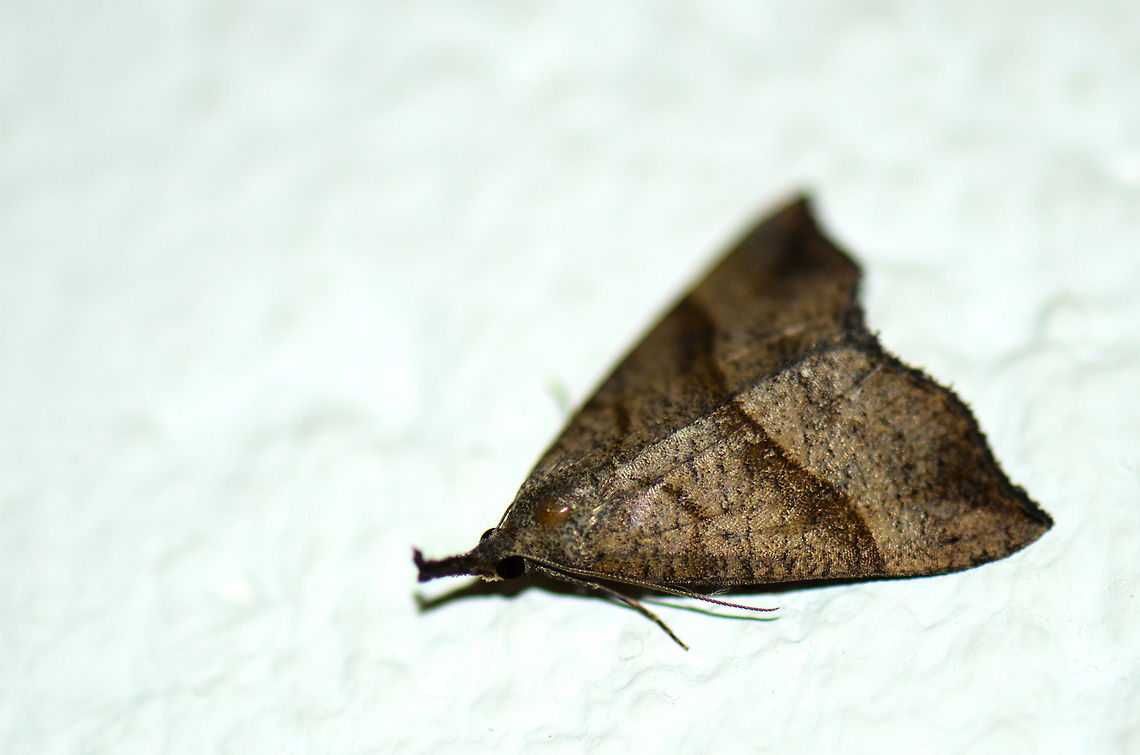 The Snout moth Captured on our wall last night. I&#039;m trying to identify it, but no luck so far. Heesch,Hypena proboscidalis,Maashorst,Macro