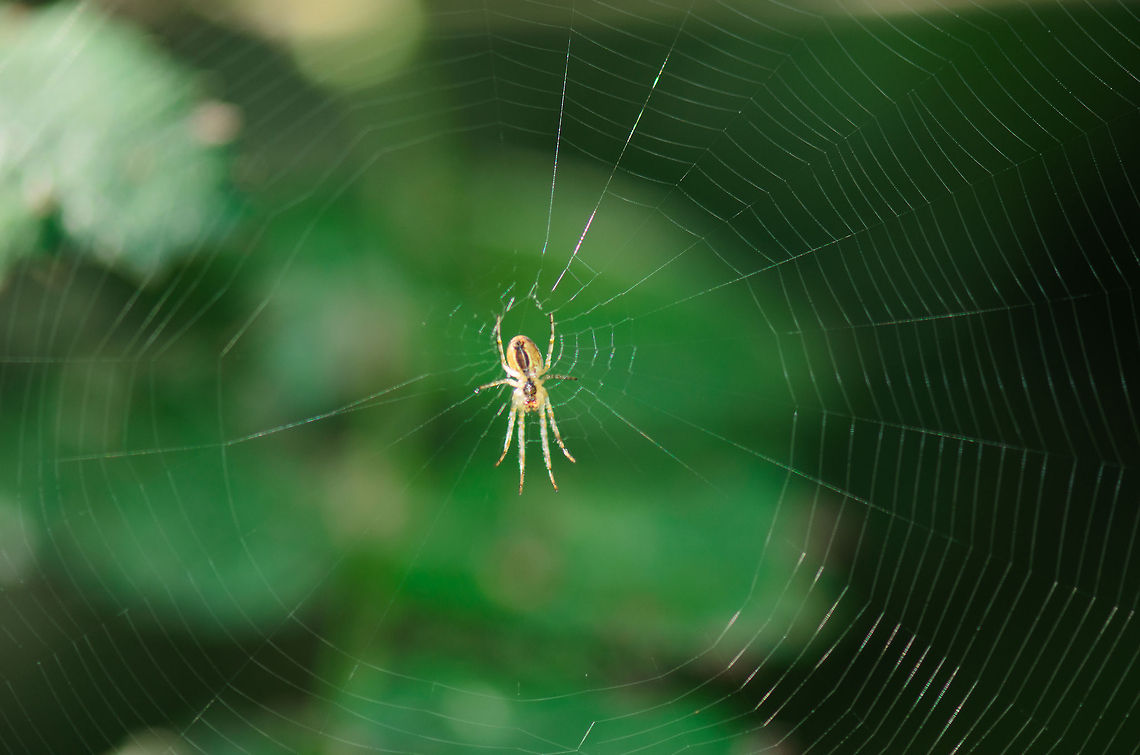 Araneus diadematus  Araneus diadematus,Heesch,Maashorst,Macro