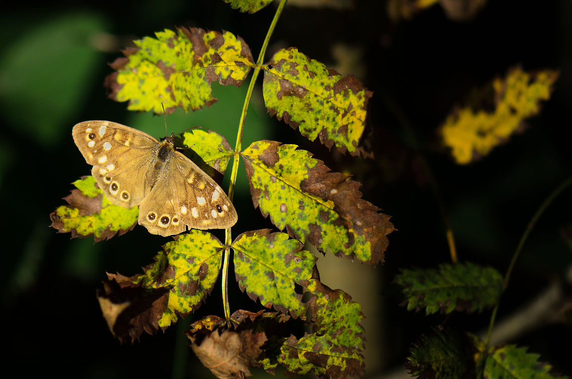 Speckled Wood  Heesch,Maashorst,Macro,Pararge aegeria,Speckled Wood