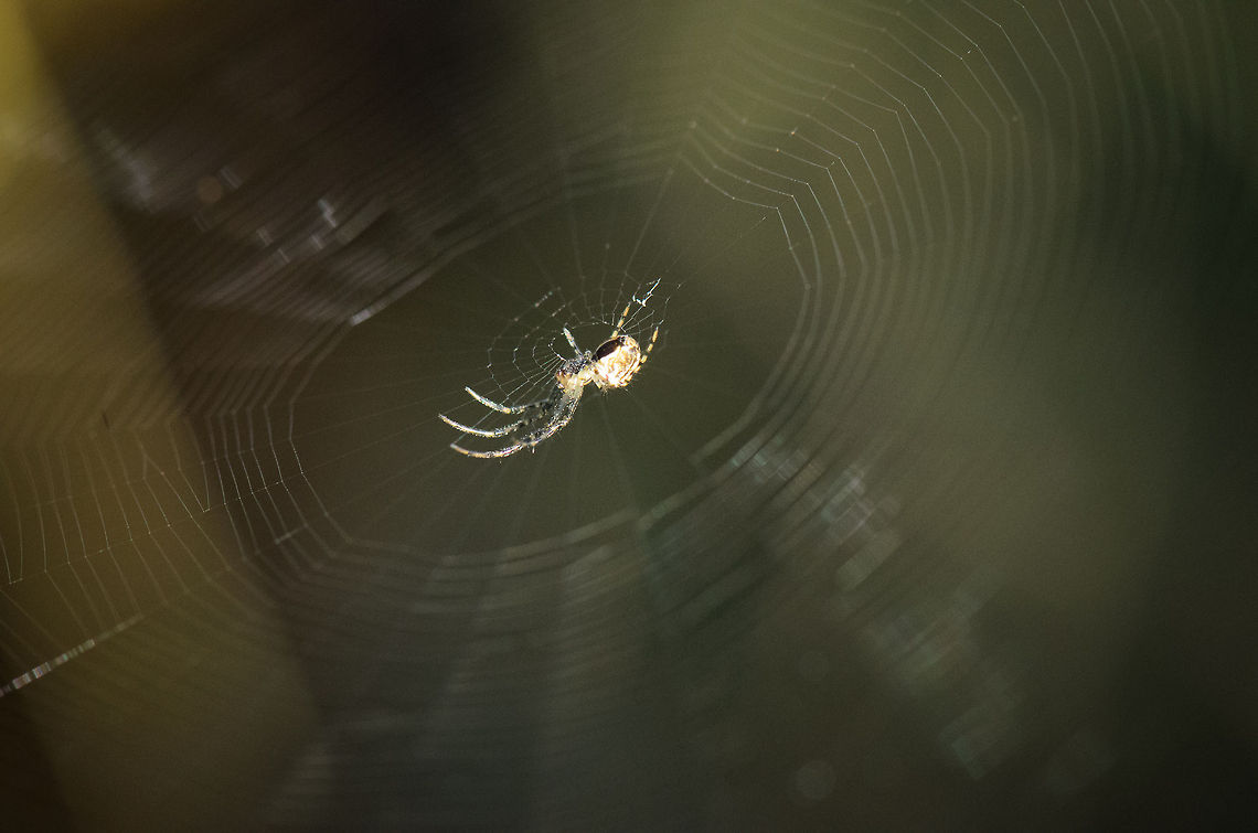 Center of attention HD mode viewing recommended for this one. Araneus diadematus,Heesch,Maashorst,Macro