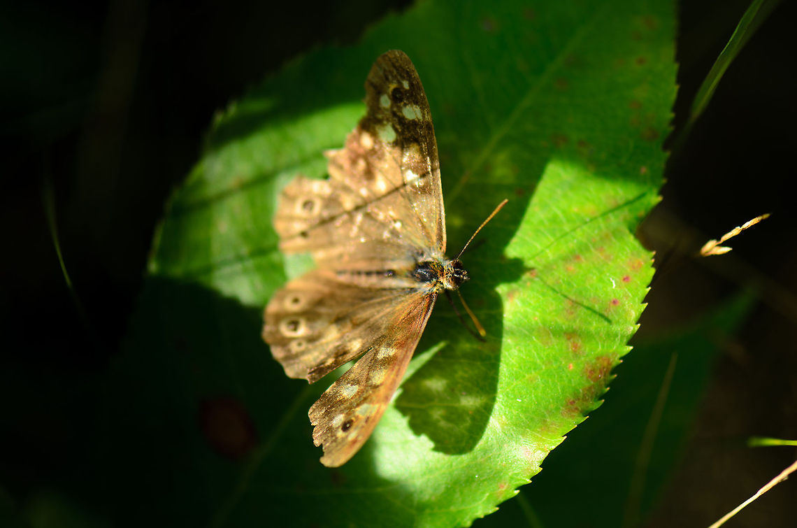 Speckled Wood  Heesch,Maashorst,Macro,Pararge aegeria,Speckled Wood