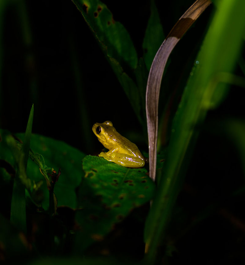 Small yellow frog, Montezuma, Colombia Found in the bushes in the gardens of the Montezuma lodge at night. Overall yellow appearance, brown or dark red eyes, about 3-5 cm in size. Cerro Montezuma,Choco,Chocó,Colombia,Colombia Choco & Pacific region,Montezuma,South America,Tatama National Park,Tatamá National Park,World