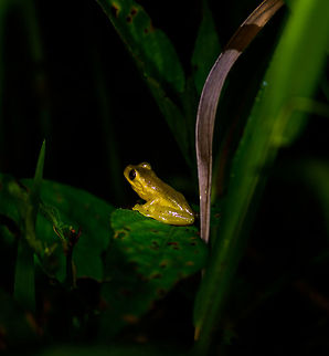 Small yellow frog, Montezuma, Colombia Found in the bushes in the gardens of the Montezuma lodge at night. Overall yellow appearance, brown or dark red eyes, about 3-5 cm in size. Cerro Montezuma,Choco,Chocó,Colombia,Colombia Choco & Pacific region,Montezuma,South America,Tatama National Park,Tatamá National Park,World