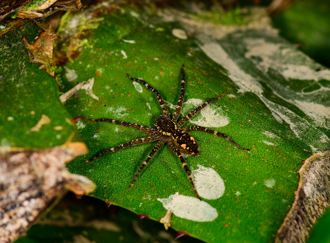 Ctenid sp., Montezuma, Colombia ID by Hubert H&ouml;fer. Cerro Montezuma,Choco,Chocó,Colombia,Colombia Choco & Pacific region,Montezuma,South America,Tatama National Park,Tatamá National Park,World