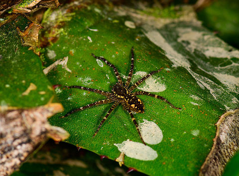 Ctenid sp., Montezuma, Colombia ID by Hubert H&ouml;fer. Cerro Montezuma,Choco,Choc&oacute;,Colombia,Colombia Choco & Pacific region,Montezuma,South America,Tatama National Park,Tatam&aacute; National Park,World