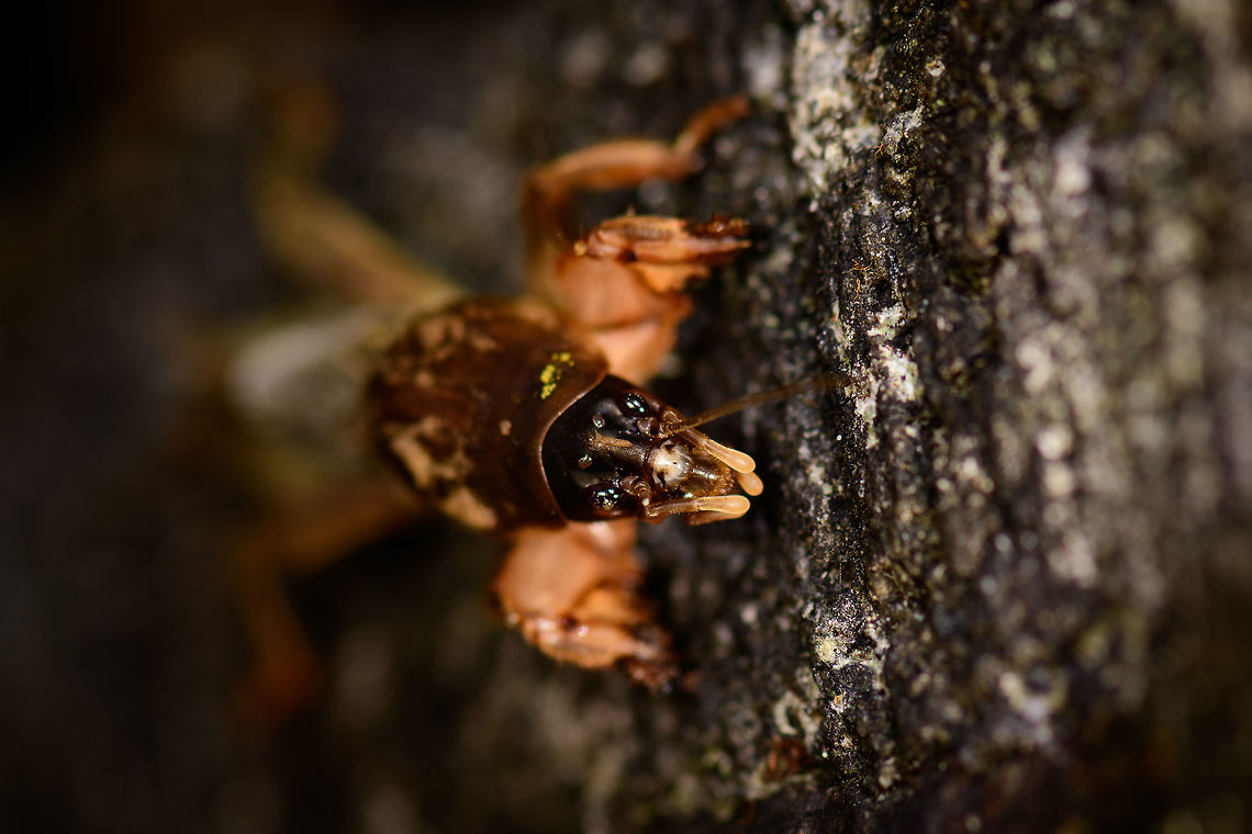 Mole Cricket - front view II, Montezuma, Colombia Quite an insect highlight of our trip, as we&#039;ve never seen a creature like this before. This mole cricket (Gryllotalpidae) came swimming(!) super fast out of a pond at night as we lit it with flashlights and then made way to jump on shore and onto a low wall. Apparently they are part of the grasshoppers and crickets family, yet as you can see, they look quite unusual. They live most of their life underground, and feature strong jaws and a heavily armored chest plate. <br />
<br />
I had no idea of this family even existing, so it blew our minds.<br />
<figure class="photo"><a href="https://www.jungledragon.com/image/55911/mole_cricket_montezuma_colombia.html" title="Mole Cricket, Montezuma, Colombia"><img src="https://s3.amazonaws.com/media.jungledragon.com/images/2/55911_thumb.jpg?AWSAccessKeyId=05GMT0V3GWVNE7GGM1R2&Expires=1759968010&Signature=ipjytaOgjke07tK02YQctMyGNbA%3D" width="200" height="112" alt="Mole Cricket, Montezuma, Colombia Quite an insect highlight of our trip, as we&#039;ve never seen a creature like this before. This mole cricket (Gryllotalpidae) came swimming(!) super fast out of a pond at night as we lit it with flashlights and then made way to jump on shore and onto a low wall. Apparently they are part of the grasshoppers and crickets family, yet as you can see, they look quite unusual. They live most of their life underground, and feature strong jaws and a heavily armored chest plate. <br />
<br />
I had no idea of this family even existing, so it blew our minds.<br />
https://www.jungledragon.com/image/55912/mole_cricket_-_top_view_montezuma_colombia.html<br />
https://www.jungledragon.com/image/55910/mole_cricket_-_front_view_montezuma_colombia.html<br />
https://www.jungledragon.com/image/55909/mole_cricket_-_front_view_ii_montezuma_colombia.html Cerro Montezuma,Choco,Choc&oacute;,Colombia,Colombia Choco &amp; Pacific region,Montezuma,South America,Tatama National Park,Tatam&aacute; National Park,World" /></a></figure><br />
<figure class="photo"><a href="https://www.jungledragon.com/image/55912/mole_cricket_-_top_view_montezuma_colombia.html" title="Mole Cricket - top view, Montezuma, Colombia"><img src="https://s3.amazonaws.com/media.jungledragon.com/images/2/55912_thumb.jpg?AWSAccessKeyId=05GMT0V3GWVNE7GGM1R2&Expires=1759968010&Signature=u%2F5x%2F%2B4SNyY%2Fyxl%2Bhs152TzmYWE%3D" width="200" height="116" alt="Mole Cricket - top view, Montezuma, Colombia Quite an insect highlight of our trip, as we&#039;ve never seen a creature like this before. This mole cricket (Gryllotalpidae) came swimming(!) super fast out of a pond at night as we lit it with flashlights and then made way to jump on shore and onto a low wall. Apparently they are part of the grasshoppers and crickets family, yet as you can see, they look quite unusual. They live most of their life underground, and feature strong jaws and a heavily armored chest plate. <br />
<br />
I had no idea of this family even existing, so it blew our minds.<br />
https://www.jungledragon.com/image/55911/mole_cricket_montezuma_colombia.html<br />
https://www.jungledragon.com/image/55910/mole_cricket_-_front_view_montezuma_colombia.html<br />
https://www.jungledragon.com/image/55909/mole_cricket_-_front_view_ii_montezuma_colombia.html Cerro Montezuma,Choco,Choc&oacute;,Colombia,Colombia Choco &amp; Pacific region,Montezuma,South America,Tatama National Park,Tatam&aacute; National Park,World" /></a></figure><br />
<figure class="photo"><a href="https://www.jungledragon.com/image/55910/mole_cricket_-_front_view_montezuma_colombia.html" title="Mole Cricket - front view, Montezuma, Colombia"><img src="https://s3.amazonaws.com/media.jungledragon.com/images/2/55910_thumb.jpg?AWSAccessKeyId=05GMT0V3GWVNE7GGM1R2&Expires=1759968010&Signature=lmFTDbtEPlkphh9BjJC6MWjwDZQ%3D" width="200" height="184" alt="Mole Cricket - front view, Montezuma, Colombia Quite an insect highlight of our trip, as we&#039;ve never seen a creature like this before. This mole cricket (Gryllotalpidae) came swimming(!) super fast out of a pond at night as we lit it with flashlights and then made way to jump on shore and onto a low wall. Apparently they are part of the grasshoppers and crickets family, yet as you can see, they look quite unusual. They live most of their life underground, and feature strong jaws and a heavily armored chest plate. <br />
<br />
I had no idea of this family even existing, so it blew our minds.<br />
https://www.jungledragon.com/image/55911/mole_cricket_montezuma_colombia.html<br />
https://www.jungledragon.com/image/55912/mole_cricket_-_top_view_montezuma_colombia.html<br />
https://www.jungledragon.com/image/55909/mole_cricket_-_front_view_ii_montezuma_colombia.html Cerro Montezuma,Choco,Choc&oacute;,Colombia,Colombia Choco &amp; Pacific region,Montezuma,South America,Tatama National Park,Tatam&aacute; National Park,World" /></a></figure> Cerro Montezuma,Choco,Chocó,Colombia,Colombia Choco & Pacific region,Montezuma,South America,Tatama National Park,Tatamá National Park,World