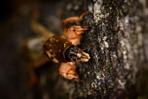 Mole Cricket - front view II, Montezuma, Colombia Quite an insect highlight of our trip, as we've never seen a creature like this before. This mole cricket (Gryllotalpidae) came swimming(!) super fast out of a pond at night as we lit it with flashlights and then made way to jump on shore and onto a low wall. Apparently they are part of the grasshoppers and crickets family, yet as you can see, they look quite unusual. They live most of their life underground, and feature strong jaws and a heavily armored chest plate. 

I had no idea of this family even existing, so it blew our minds.
https://www.jungledragon.com/image/55911/mole_cricket_montezuma_colombia.html
https://www.jungledragon.com/image/55912/mole_cricket_-_top_view_montezuma_colombia.html
https://www.jungledragon.com/image/55910/mole_cricket_-_front_view_montezuma_colombia.html Cerro Montezuma,Choco,Chocó,Colombia,Colombia Choco & Pacific region,Montezuma,South America,Tatama National Park,Tatamá National Park,World