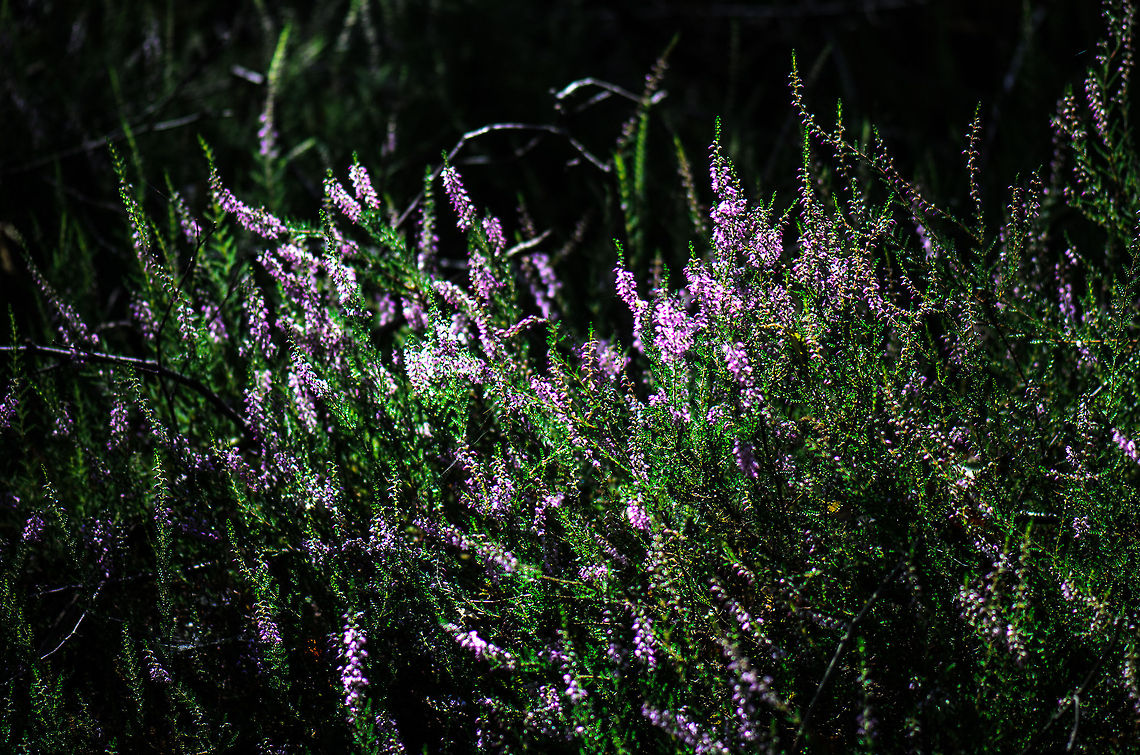 Calluna forest Intentionally underexposed to bring out the purple/pink. Calluna vulgaris,Heesch,Maashorst,Macro,calluna