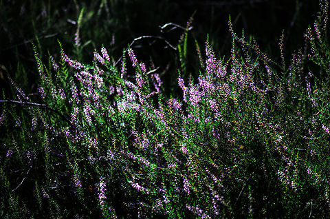 Calluna forest Intentionally underexposed to bring out the purple/pink. Calluna vulgaris,Heesch,Maashorst,Macro,calluna