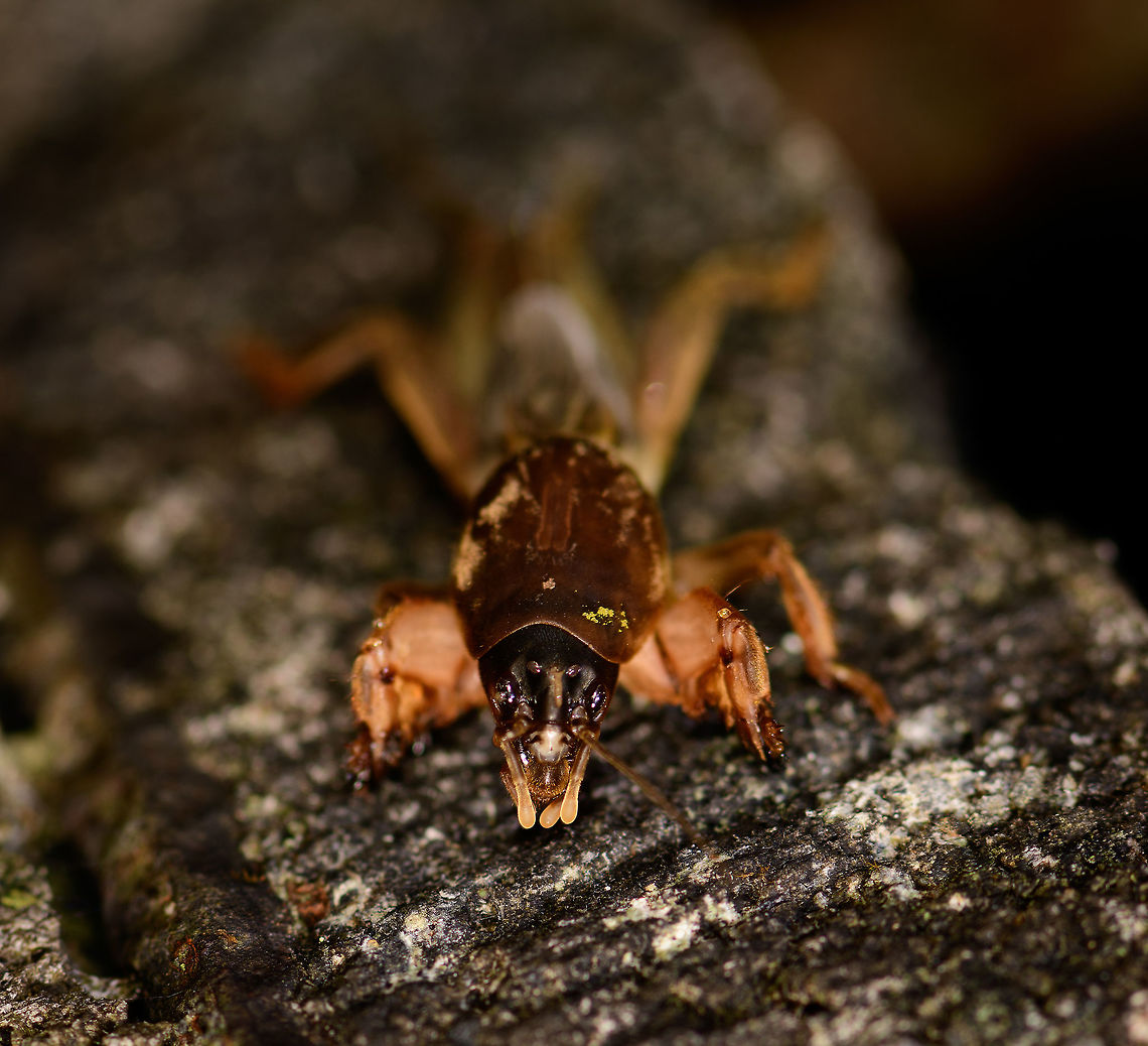 Mole Cricket - front view, Montezuma, Colombia Quite an insect highlight of our trip, as we&#039;ve never seen a creature like this before. This mole cricket (Gryllotalpidae) came swimming(!) super fast out of a pond at night as we lit it with flashlights and then made way to jump on shore and onto a low wall. Apparently they are part of the grasshoppers and crickets family, yet as you can see, they look quite unusual. They live most of their life underground, and feature strong jaws and a heavily armored chest plate. <br />
<br />
I had no idea of this family even existing, so it blew our minds.<br />
<figure class="photo"><a href="https://www.jungledragon.com/image/55911/mole_cricket_montezuma_colombia.html" title="Mole Cricket, Montezuma, Colombia"><img src="https://s3.amazonaws.com/media.jungledragon.com/images/2/55911_thumb.jpg?AWSAccessKeyId=05GMT0V3GWVNE7GGM1R2&Expires=1759968010&Signature=ipjytaOgjke07tK02YQctMyGNbA%3D" width="200" height="112" alt="Mole Cricket, Montezuma, Colombia Quite an insect highlight of our trip, as we&#039;ve never seen a creature like this before. This mole cricket (Gryllotalpidae) came swimming(!) super fast out of a pond at night as we lit it with flashlights and then made way to jump on shore and onto a low wall. Apparently they are part of the grasshoppers and crickets family, yet as you can see, they look quite unusual. They live most of their life underground, and feature strong jaws and a heavily armored chest plate. <br />
<br />
I had no idea of this family even existing, so it blew our minds.<br />
https://www.jungledragon.com/image/55912/mole_cricket_-_top_view_montezuma_colombia.html<br />
https://www.jungledragon.com/image/55910/mole_cricket_-_front_view_montezuma_colombia.html<br />
https://www.jungledragon.com/image/55909/mole_cricket_-_front_view_ii_montezuma_colombia.html Cerro Montezuma,Choco,Choc&oacute;,Colombia,Colombia Choco &amp; Pacific region,Montezuma,South America,Tatama National Park,Tatam&aacute; National Park,World" /></a></figure><br />
<figure class="photo"><a href="https://www.jungledragon.com/image/55912/mole_cricket_-_top_view_montezuma_colombia.html" title="Mole Cricket - top view, Montezuma, Colombia"><img src="https://s3.amazonaws.com/media.jungledragon.com/images/2/55912_thumb.jpg?AWSAccessKeyId=05GMT0V3GWVNE7GGM1R2&Expires=1759968010&Signature=u%2F5x%2F%2B4SNyY%2Fyxl%2Bhs152TzmYWE%3D" width="200" height="116" alt="Mole Cricket - top view, Montezuma, Colombia Quite an insect highlight of our trip, as we&#039;ve never seen a creature like this before. This mole cricket (Gryllotalpidae) came swimming(!) super fast out of a pond at night as we lit it with flashlights and then made way to jump on shore and onto a low wall. Apparently they are part of the grasshoppers and crickets family, yet as you can see, they look quite unusual. They live most of their life underground, and feature strong jaws and a heavily armored chest plate. <br />
<br />
I had no idea of this family even existing, so it blew our minds.<br />
https://www.jungledragon.com/image/55911/mole_cricket_montezuma_colombia.html<br />
https://www.jungledragon.com/image/55910/mole_cricket_-_front_view_montezuma_colombia.html<br />
https://www.jungledragon.com/image/55909/mole_cricket_-_front_view_ii_montezuma_colombia.html Cerro Montezuma,Choco,Choc&oacute;,Colombia,Colombia Choco &amp; Pacific region,Montezuma,South America,Tatama National Park,Tatam&aacute; National Park,World" /></a></figure><br />
<figure class="photo"><a href="https://www.jungledragon.com/image/55909/mole_cricket_-_front_view_ii_montezuma_colombia.html" title="Mole Cricket - front view II, Montezuma, Colombia"><img src="https://s3.amazonaws.com/media.jungledragon.com/images/2/55909_thumb.jpg?AWSAccessKeyId=05GMT0V3GWVNE7GGM1R2&Expires=1759968010&Signature=gnLoElV51zK%2F0FCWnKO2Yw%2F9yVY%3D" width="200" height="134" alt="Mole Cricket - front view II, Montezuma, Colombia Quite an insect highlight of our trip, as we&#039;ve never seen a creature like this before. This mole cricket (Gryllotalpidae) came swimming(!) super fast out of a pond at night as we lit it with flashlights and then made way to jump on shore and onto a low wall. Apparently they are part of the grasshoppers and crickets family, yet as you can see, they look quite unusual. They live most of their life underground, and feature strong jaws and a heavily armored chest plate. <br />
<br />
I had no idea of this family even existing, so it blew our minds.<br />
https://www.jungledragon.com/image/55911/mole_cricket_montezuma_colombia.html<br />
https://www.jungledragon.com/image/55912/mole_cricket_-_top_view_montezuma_colombia.html<br />
https://www.jungledragon.com/image/55910/mole_cricket_-_front_view_montezuma_colombia.html Cerro Montezuma,Choco,Choc&oacute;,Colombia,Colombia Choco &amp; Pacific region,Montezuma,South America,Tatama National Park,Tatam&aacute; National Park,World" /></a></figure> Cerro Montezuma,Choco,Chocó,Colombia,Colombia Choco & Pacific region,Montezuma,South America,Tatama National Park,Tatamá National Park,World