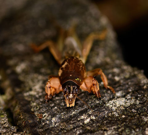 Mole Cricket - front view, Montezuma, Colombia Quite an insect highlight of our trip, as we've never seen a creature like this before. This mole cricket (Gryllotalpidae) came swimming(!) super fast out of a pond at night as we lit it with flashlights and then made way to jump on shore and onto a low wall. Apparently they are part of the grasshoppers and crickets family, yet as you can see, they look quite unusual. They live most of their life underground, and feature strong jaws and a heavily armored chest plate. 

I had no idea of this family even existing, so it blew our minds.
https://www.jungledragon.com/image/55911/mole_cricket_montezuma_colombia.html
https://www.jungledragon.com/image/55912/mole_cricket_-_top_view_montezuma_colombia.html
https://www.jungledragon.com/image/55909/mole_cricket_-_front_view_ii_montezuma_colombia.html Cerro Montezuma,Choco,Chocó,Colombia,Colombia Choco & Pacific region,Montezuma,South America,Tatama National Park,Tatamá National Park,World