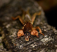 Mole Cricket - front view, Montezuma, Colombia Quite an insect highlight of our trip, as we've never seen a creature like this before. This mole cricket (Gryllotalpidae) came swimming(!) super fast out of a pond at night as we lit it with flashlights and then made way to jump on shore and onto a low wall. Apparently they are part of the grasshoppers and crickets family, yet as you can see, they look quite unusual. They live most of their life underground, and feature strong jaws and a heavily armored chest plate. <br />
<br />
I had no idea of this family even existing, so it blew our minds.<br />
https://www.jungledragon.com/image/55911/mole_cricket_montezuma_colombia.html<br />
https://www.jungledragon.com/image/55912/mole_cricket_-_top_view_montezuma_colombia.html<br />
https://www.jungledragon.com/image/55909/mole_cricket_-_front_view_ii_montezuma_colombia.html Cerro Montezuma,Choco,Chocó,Colombia,Colombia Choco & Pacific region,Montezuma,South America,Tatama National Park,Tatamá National Park,World