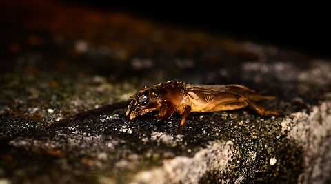 Mole Cricket, Montezuma, Colombia Quite an insect highlight of our trip, as we've never seen a creature like this before. This mole cricket (Gryllotalpidae) came swimming(!) super fast out of a pond at night as we lit it with flashlights and then made way to jump on shore and onto a low wall. Apparently they are part of the grasshoppers and crickets family, yet as you can see, they look quite unusual. They live most of their life underground, and feature strong jaws and a heavily armored chest plate. 

I had no idea of this family even existing, so it blew our minds.
https://www.jungledragon.com/image/55912/mole_cricket_-_top_view_montezuma_colombia.html
https://www.jungledragon.com/image/55910/mole_cricket_-_front_view_montezuma_colombia.html
https://www.jungledragon.com/image/55909/mole_cricket_-_front_view_ii_montezuma_colombia.html Cerro Montezuma,Choco,Chocó,Colombia,Colombia Choco & Pacific region,Montezuma,South America,Tatama National Park,Tatamá National Park,World