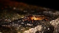 Mole Cricket, Montezuma, Colombia Quite an insect highlight of our trip, as we've never seen a creature like this before. This mole cricket (Gryllotalpidae) came swimming(!) super fast out of a pond at night as we lit it with flashlights and then made way to jump on shore and onto a low wall. Apparently they are part of the grasshoppers and crickets family, yet as you can see, they look quite unusual. They live most of their life underground, and feature strong jaws and a heavily armored chest plate. <br />
<br />
I had no idea of this family even existing, so it blew our minds.<br />
https://www.jungledragon.com/image/55912/mole_cricket_-_top_view_montezuma_colombia.html<br />
https://www.jungledragon.com/image/55910/mole_cricket_-_front_view_montezuma_colombia.html<br />
https://www.jungledragon.com/image/55909/mole_cricket_-_front_view_ii_montezuma_colombia.html Cerro Montezuma,Choco,Choc&oacute;,Colombia,Colombia Choco & Pacific region,Montezuma,South America,Tatama National Park,Tatam&aacute; National Park,World