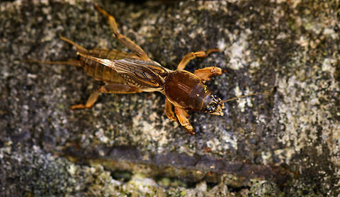 Mole Cricket - top view, Montezuma, Colombia Quite an insect highlight of our trip, as we've never seen a creature like this before. This mole cricket (Gryllotalpidae) came swimming(!) super fast out of a pond at night as we lit it with flashlights and then made way to jump on shore and onto a low wall. Apparently they are part of the grasshoppers and crickets family, yet as you can see, they look quite unusual. They live most of their life underground, and feature strong jaws and a heavily armored chest plate. 

I had no idea of this family even existing, so it blew our minds.
https://www.jungledragon.com/image/55911/mole_cricket_montezuma_colombia.html
https://www.jungledragon.com/image/55910/mole_cricket_-_front_view_montezuma_colombia.html
https://www.jungledragon.com/image/55909/mole_cricket_-_front_view_ii_montezuma_colombia.html Cerro Montezuma,Choco,Choc&oacute;,Colombia,Colombia Choco & Pacific region,Montezuma,South America,Tatama National Park,Tatam&aacute; National Park,World