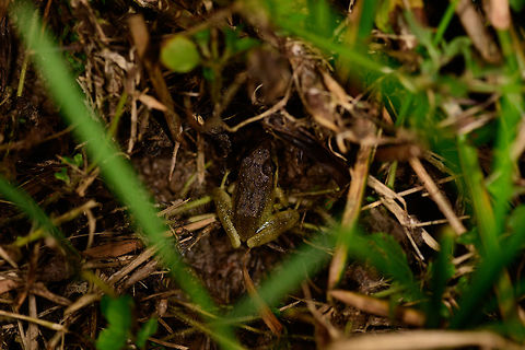 Small brown/green frog, Montezuma, Colombia Found at night in the grass. Pretty plain looking, about 2 cm in size. Cerro Montezuma,Choco,Choc&oacute;,Colombia,Colombia Choco & Pacific region,Montezuma,South America,Tatama National Park,Tatam&aacute; National Park,World