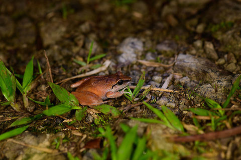 Red frog with black eye stripes, Montezuma, Colombia Found at night in grass near a pond. About 4cm in size. Cerro Montezuma,Choco,Chocó,Colombia,Colombia Choco & Pacific region,Leptodactylus bolivianus,Montezuma,South America,Tatama National Park,Tatamá National Park,World