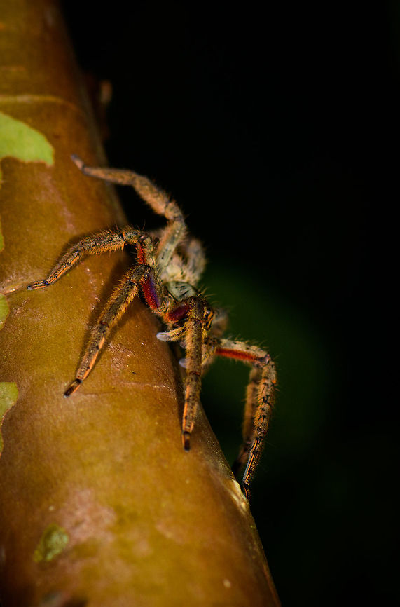 Phoneutria sp., Montezuma, Colombia ID by Hubert H&ouml;fer.<br />
Found at night on a tree across a pond. About 7cm, very hairy fat legs, with the underside of the legs having very vibrant red and purple colors. Cerro Montezuma,Choco,Chocó,Colombia,Colombia Choco & Pacific region,Montezuma,South America,Tatama National Park,Tatamá National Park,World