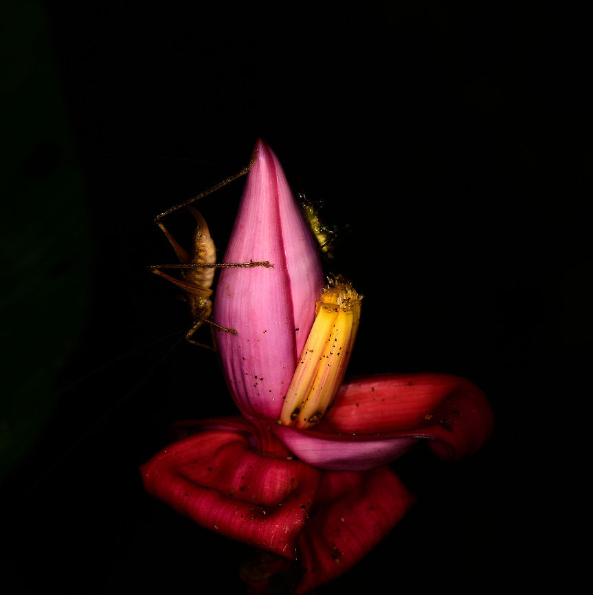 Night life This photo was actually a mistake as I left the diffuser on my macro ring flash. However, I&#039;m liking this accidental soft flash result, kind of like a painting. I&#039;ll use the shot as an ode to wildlife at night. Night tours are some of our favorite tours to do in the jungle. The ambience is incredible. The sounds, the suspense, life kickstarting into gear when we are at our weakest. Cerro Montezuma,Choco,Chocó,Colombia,Colombia Choco & Pacific region,Montezuma,Musa velutina,Pink banana,South America,Tatama National Park,Tatamá National Park,World