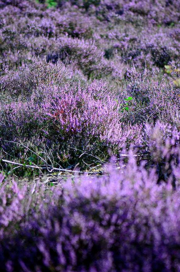 Purple Sea 2/2 The Maashorst forest has an area with Calluna as far as the eye can see. One feels like drowning in a purple sea. Calluna vulgaris,Heesch,Maashorst,Macro,calluna