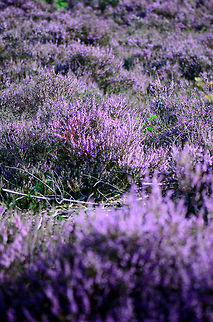 Purple Sea 2/2 The Maashorst forest has an area with Calluna as far as the eye can see. One feels like drowning in a purple sea. Calluna vulgaris,Heesch,Maashorst,Macro,calluna