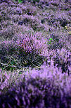 Purple Sea 2/2 The Maashorst forest has an area with Calluna as far as the eye can see. One feels like drowning in a purple sea. Calluna vulgaris,Heesch,Maashorst,Macro,calluna